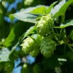hop-vines-409870_640