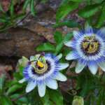 passionflower-1704206_640